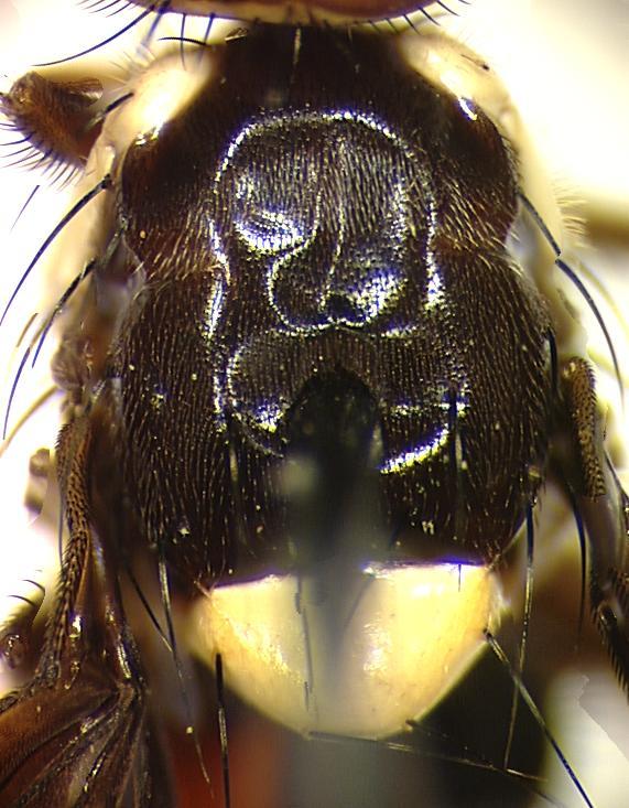 Image of Carpophthoromyia vittata (Fabricius 1794)