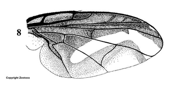 Image of Carpophthoromyia vittata (Fabricius 1794)