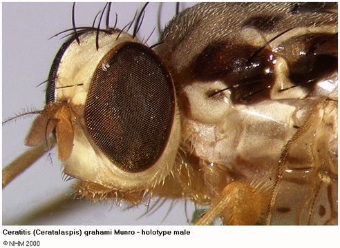 Image of Ceratitis grahami Munro 1935