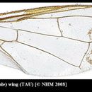 Plancia ëd Dacus xanthinus White & Goodger 2009