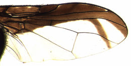 Image of Perilampsis rubella De Meyer 2009