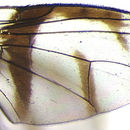 Image of Perilampsis formosula (Austen 1910)