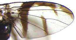 Image of Perilampsis formosula (Austen 1910)