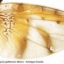Image of Ceratitis guttiformis Munro 1935