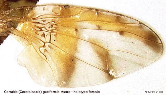 Image of Ceratitis guttiformis Munro 1935