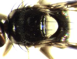 Image of Perilampsis incohata De Meyer 2009