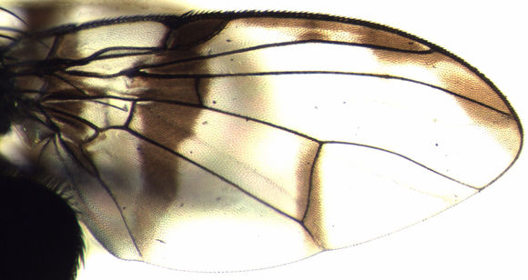 Image of Perilampsis incohata De Meyer 2009