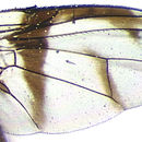 Image of Perilampsis atra Munro 1969