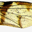 Image of Perilampsis tetradactyla Munro 1933
