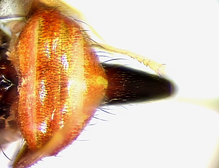 Image of Perilampsis diademata Bezzi 1924