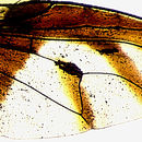 Image of Perilampsis diademata Bezzi 1924