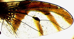 Image of Perilampsis diademata Bezzi 1924