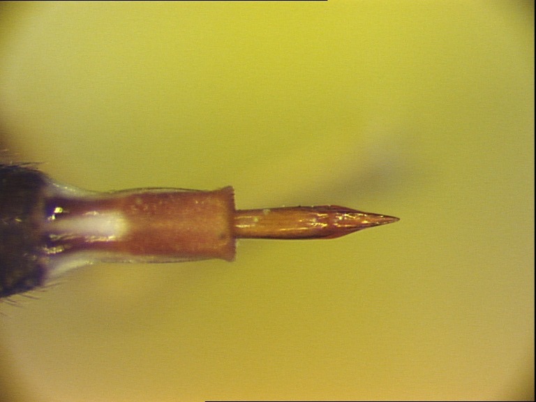 Image of Perilampsis umbrina Munro 1939