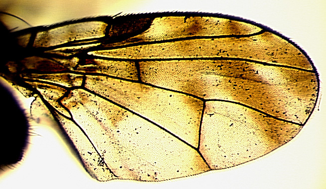 Image of Perilampsis umbrina Munro 1939