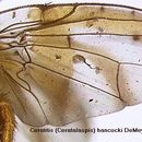 Image of Ceratitis hancocki Meyer 1998