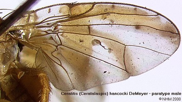 Image of Ceratitis hancocki Meyer 1998