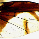 Image of Perilampsis decellei Munro 1969