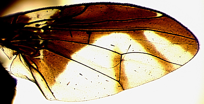 Image of Perilampsis decellei Munro 1969