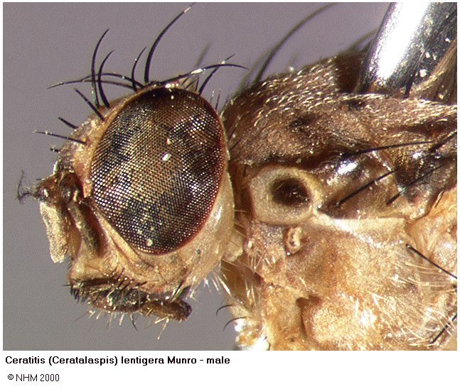 Image of Ceratitis lentigera Munro 1933