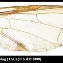 Image of Dacus acutus White & Goodger 2009