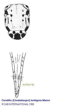 Image of Ceratitis lentigera Munro 1933