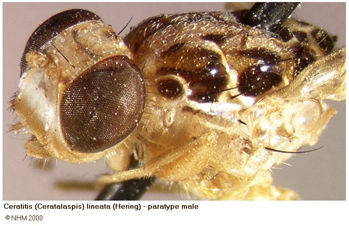 Image of Ceratitis lineata (Hering 1938)