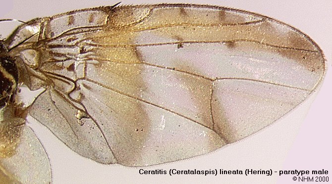 Image of Ceratitis lineata (Hering 1938)