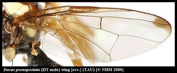 Image of Dacus pseudapostata White & Goodger 2009