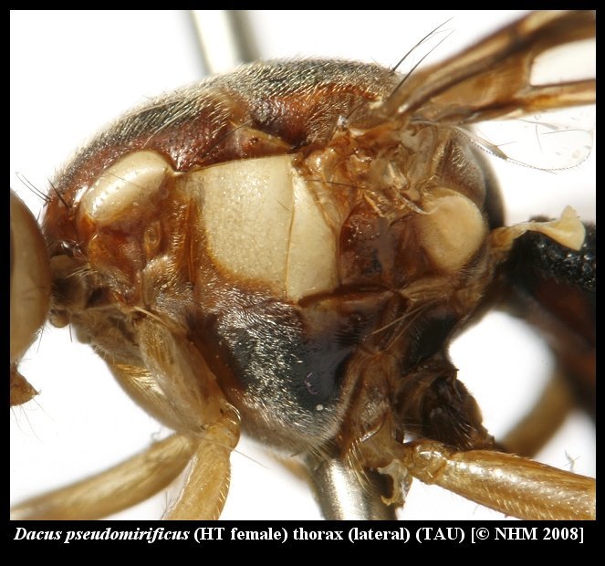 Image of Dacus pseudomirificus White & Goodger 2009