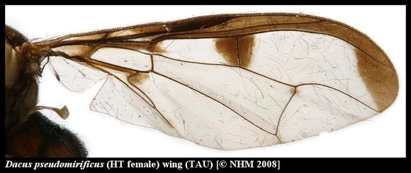 Image of Dacus pseudomirificus White & Goodger 2009