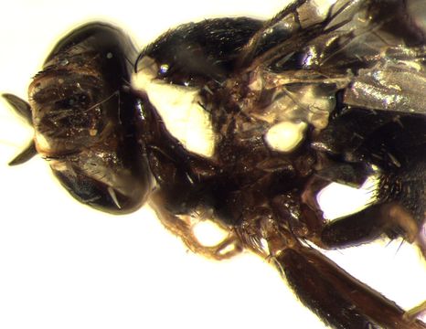 Image of Perilampsis deemingi De Meyer 2009