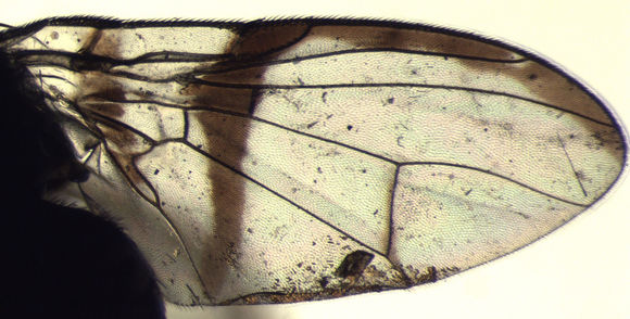 Image of Perilampsis deemingi De Meyer 2009