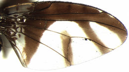 Image of Perilampsis pulchella (Austen 1910)