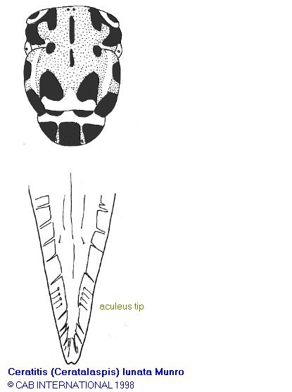 Image of Ceratitis lunata Munro 1935