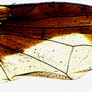 Image of Perilampsis furcata Munro 1969