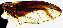 Image of Perilampsis furcata Munro 1969