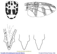 Image of Ceratitis marriotti Munro 1933