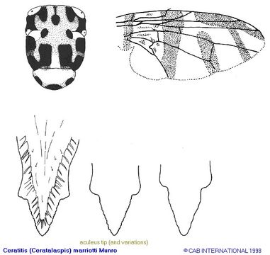 Image of Ceratitis marriotti Munro 1933