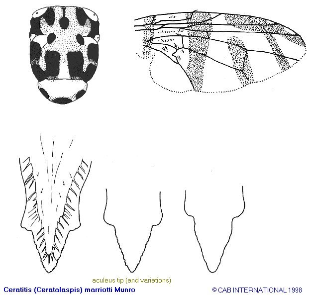 Image of Ceratitis marriotti Munro 1933