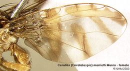 Image of Ceratitis marriotti Munro 1933