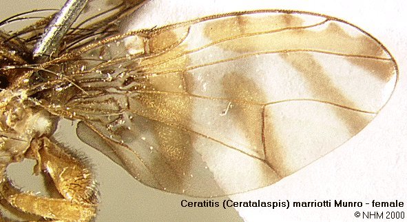 Image of Ceratitis marriotti Munro 1933