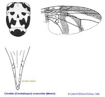 Image of Ceratitis scaevolae (Munro 1929)