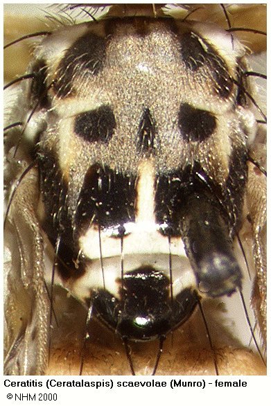 Image of Ceratitis scaevolae (Munro 1929)