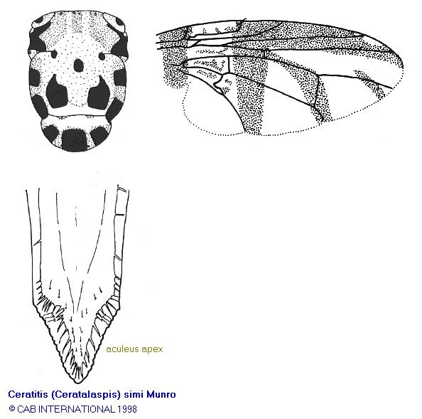 Image of Ceratitis simi Munro 1933