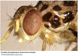 Image of Ceratitis stictica Bezzi 1909