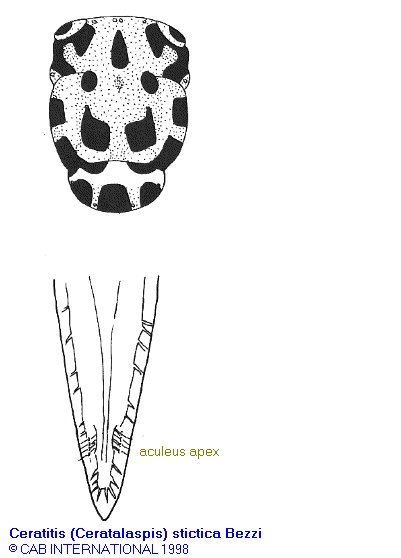 Image of Ceratitis stictica Bezzi 1909