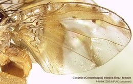 Image of Ceratitis stictica Bezzi 1909