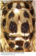 Image of Ceratitis stictica Bezzi 1909