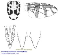 Image of Ceratitis venusta (Munro 1956)