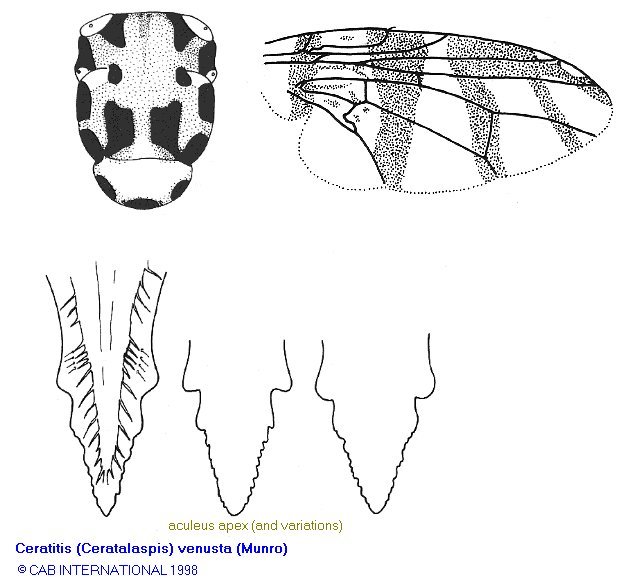 Image of Ceratitis venusta (Munro 1956)